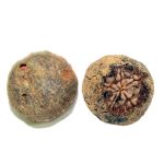 Rudraksha Fruit of Nepal