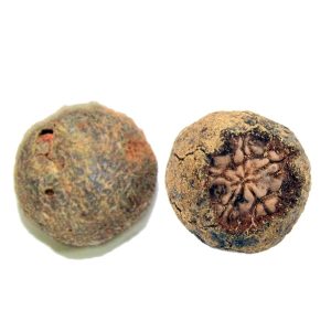 Rudraksha Fruit of Nepal