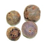 Fruit Rudraksha of Nepal