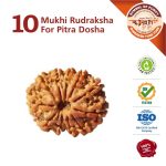 Asli Rudraksha