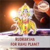 Rudraksha for Rahu Asli Rudraksha 01 https://aslirudraksha.com/