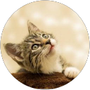 Sanika Ambruskar profile picture